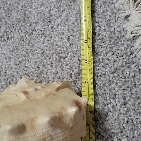 Queen Conch shell - Picture 6 of 8